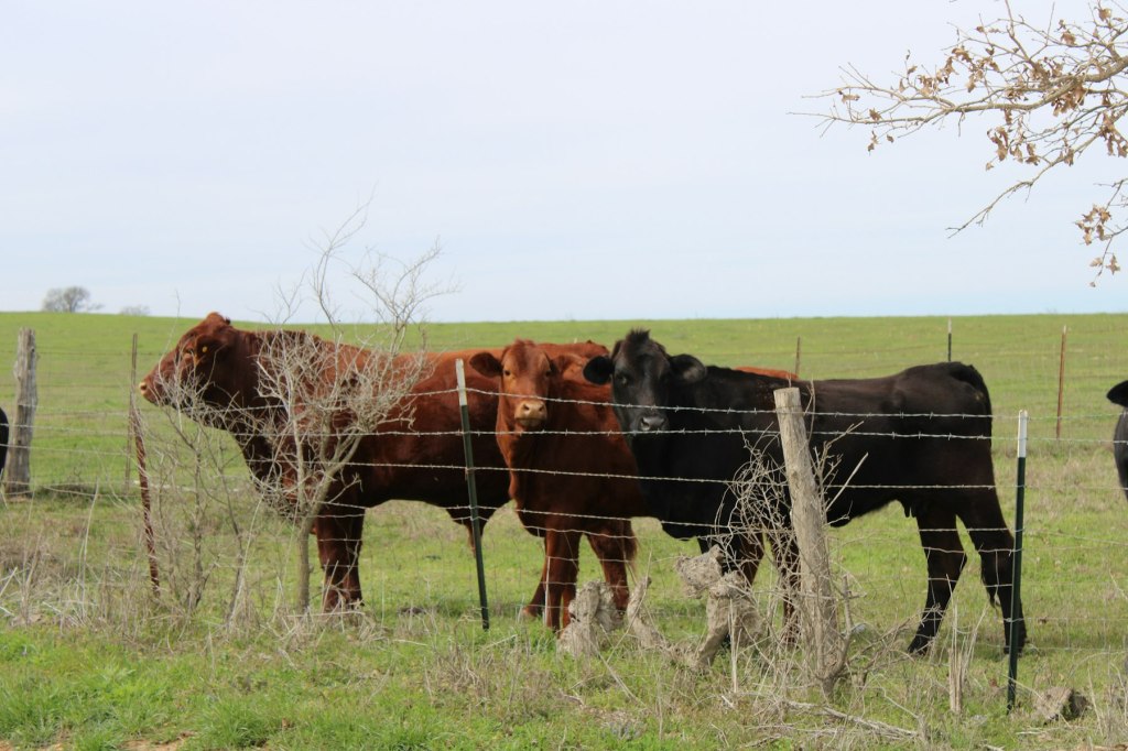 Cattle standing in a grassy pasture