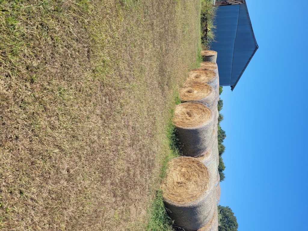 Bales of hay for sale at Shannon Ranch