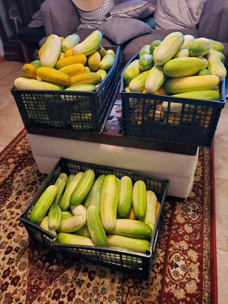 Fresh cucumbers harvested at Shannon Ranch