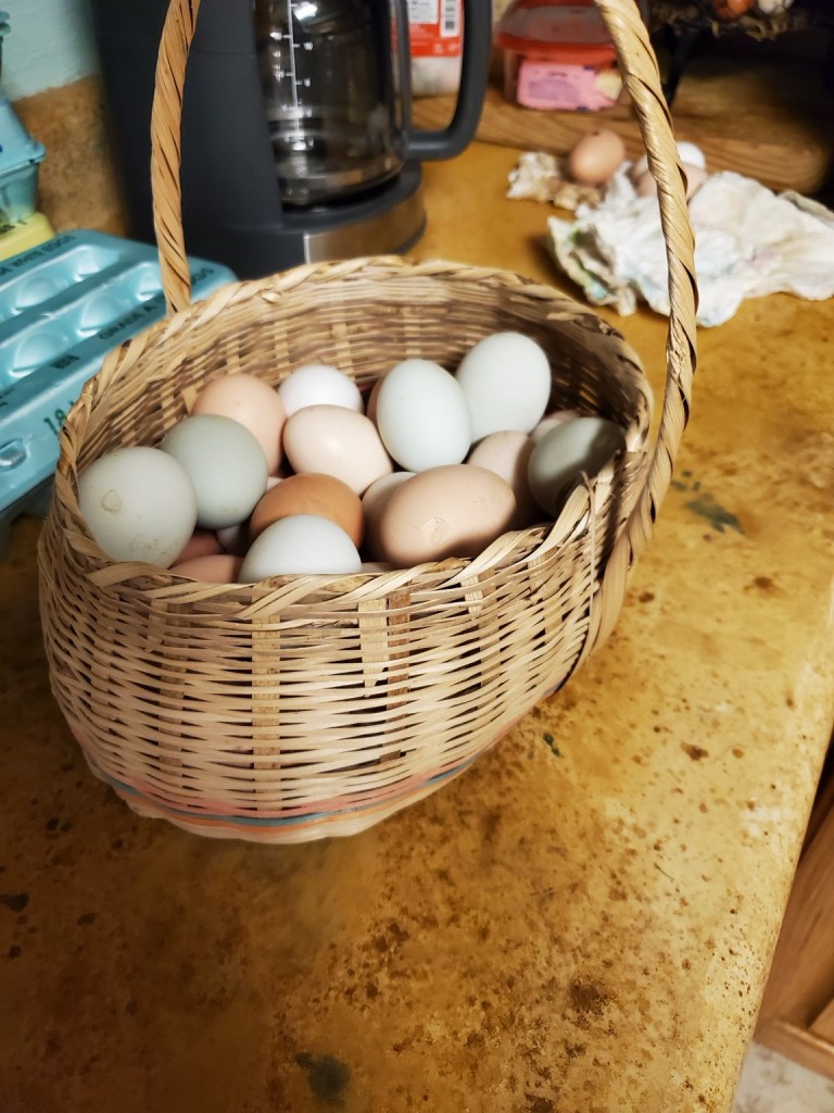 Basket of farm fresh eggs from Shannon Ranch