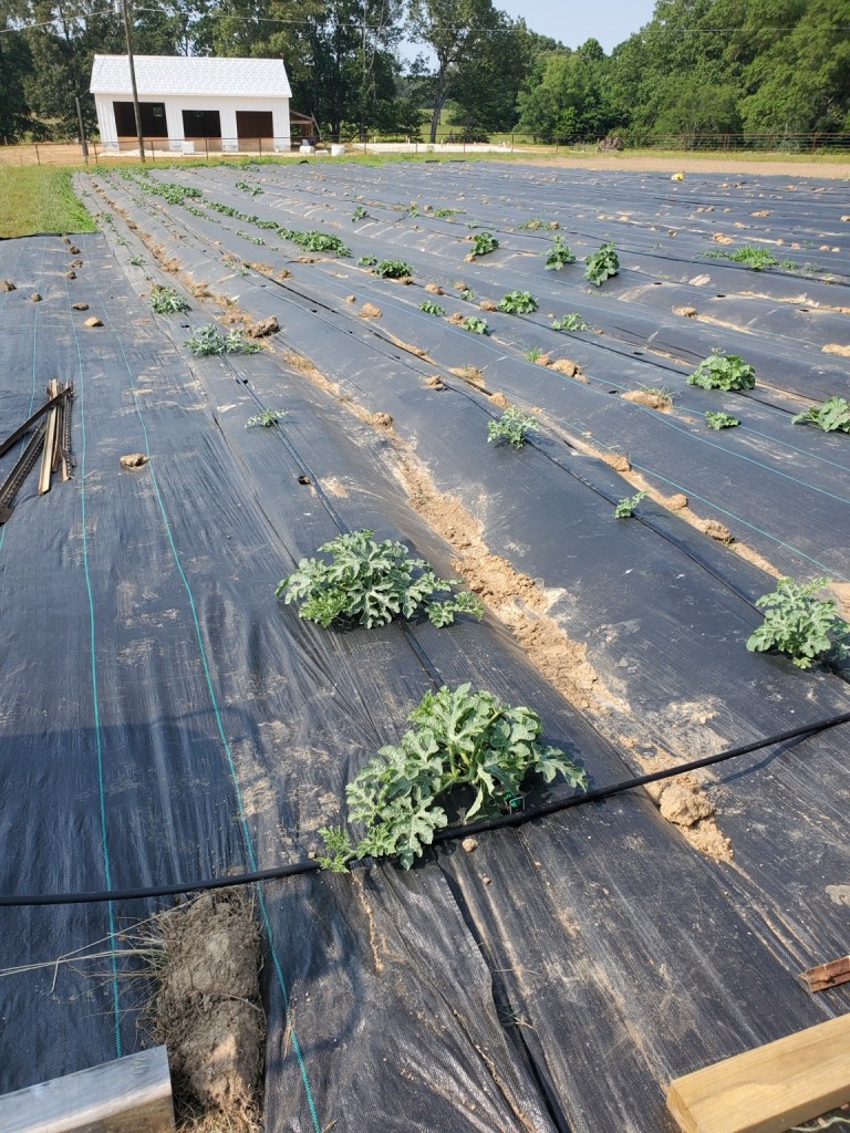 Rows of produce growing in the Shannon Ranch garden
