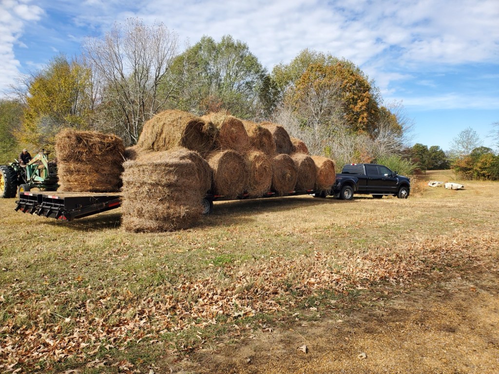 Round hay bales loaded on a trailer at Shannon Ranch