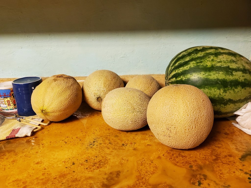 Cantaloupes and watermelon harvested at Shannon Ranch