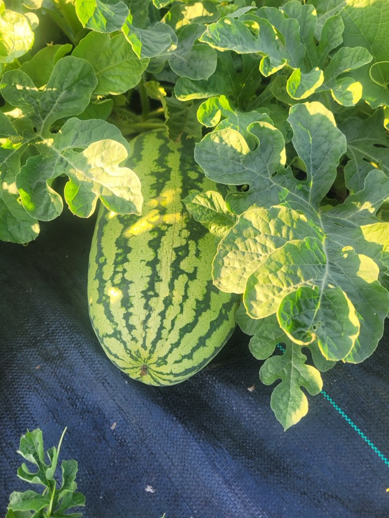 Watermelon growing on the vine at Shannon Ranch